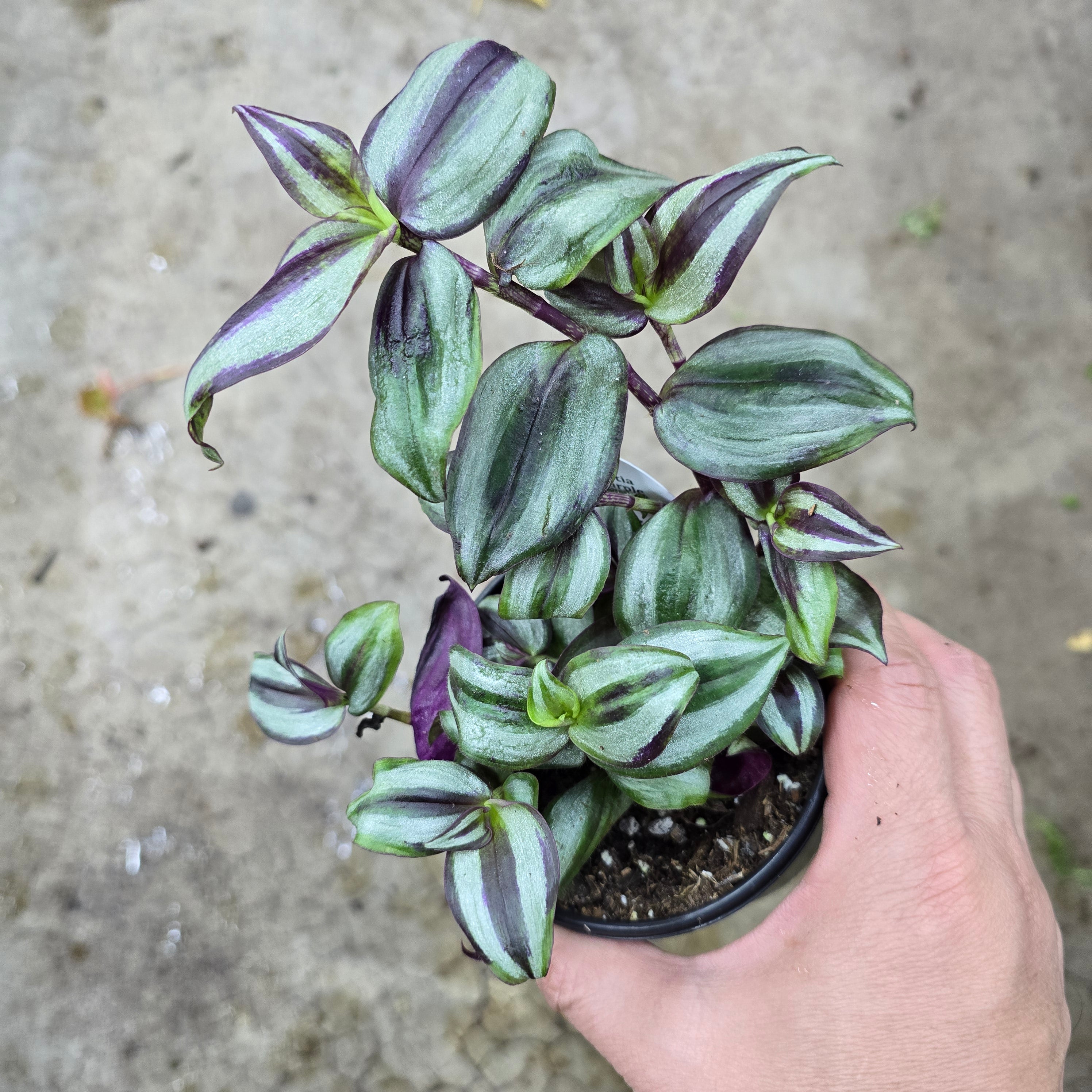 Tradescantia zebrina  Purple - 4