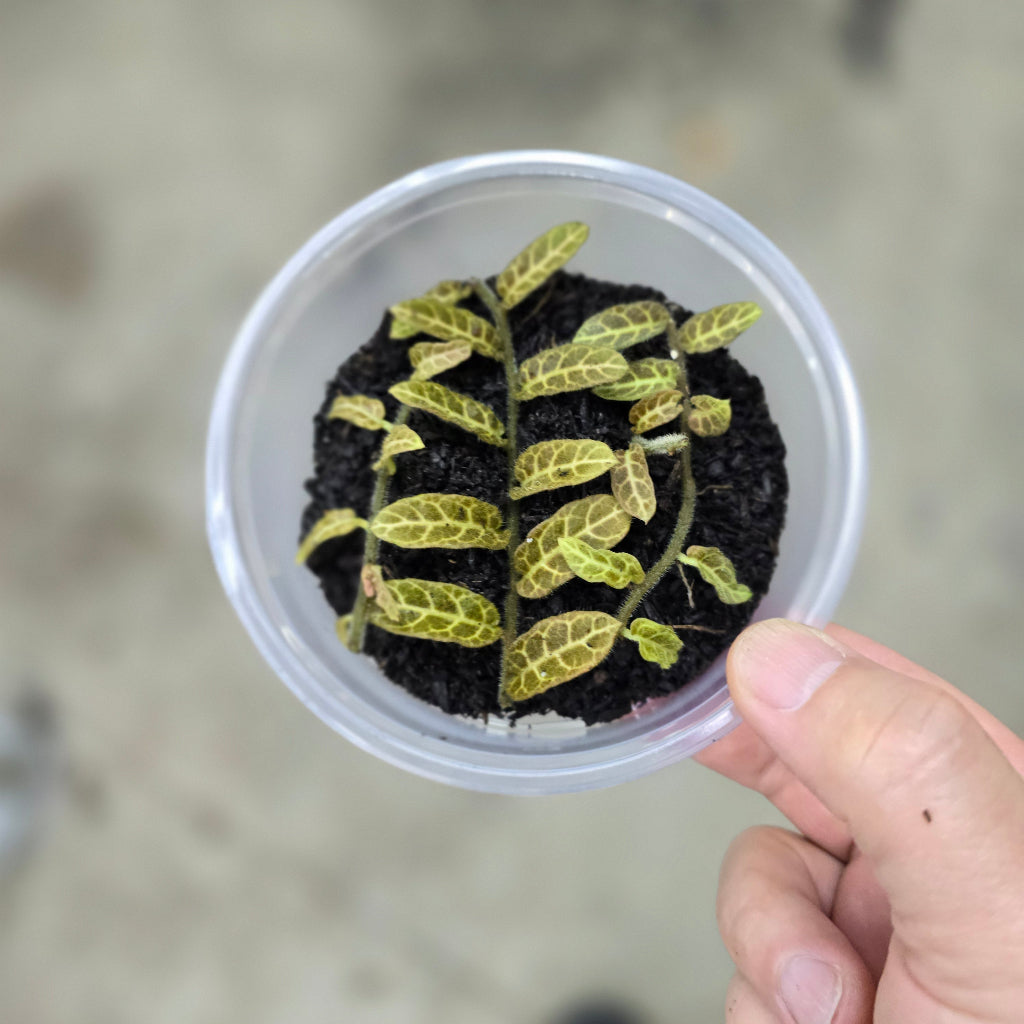 Solanum evolvulifolium - cuttings