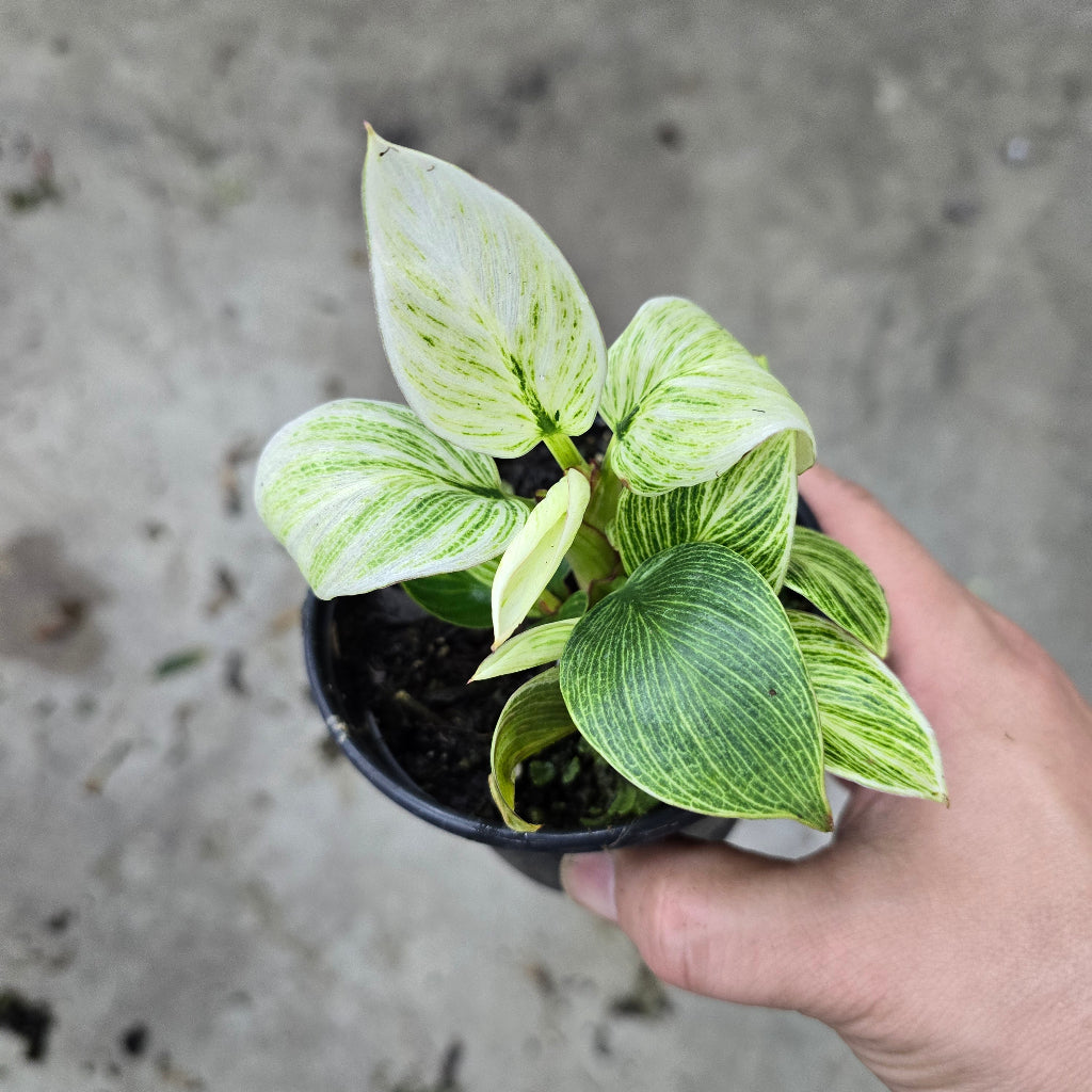 Philodendron 'White Measure' - 4