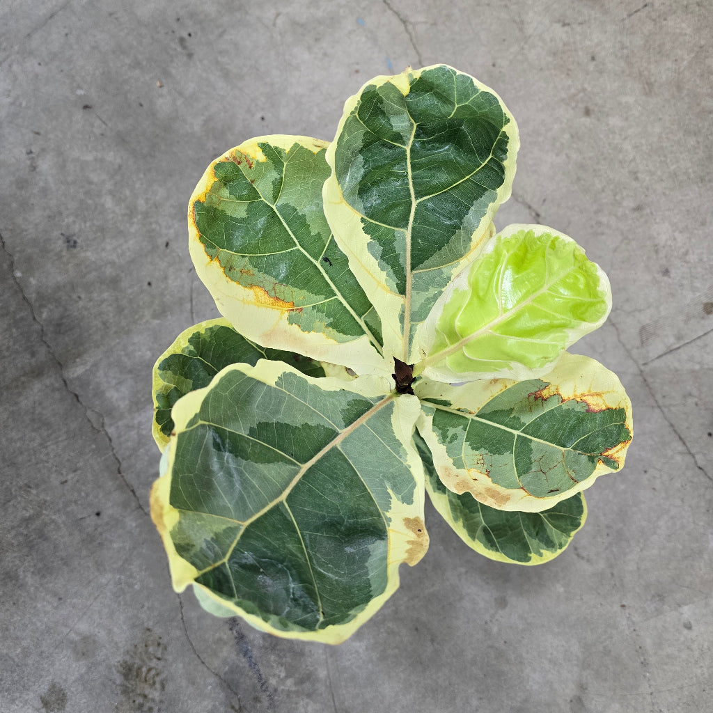 Ficus lyrata 'Variegated' - 2"
