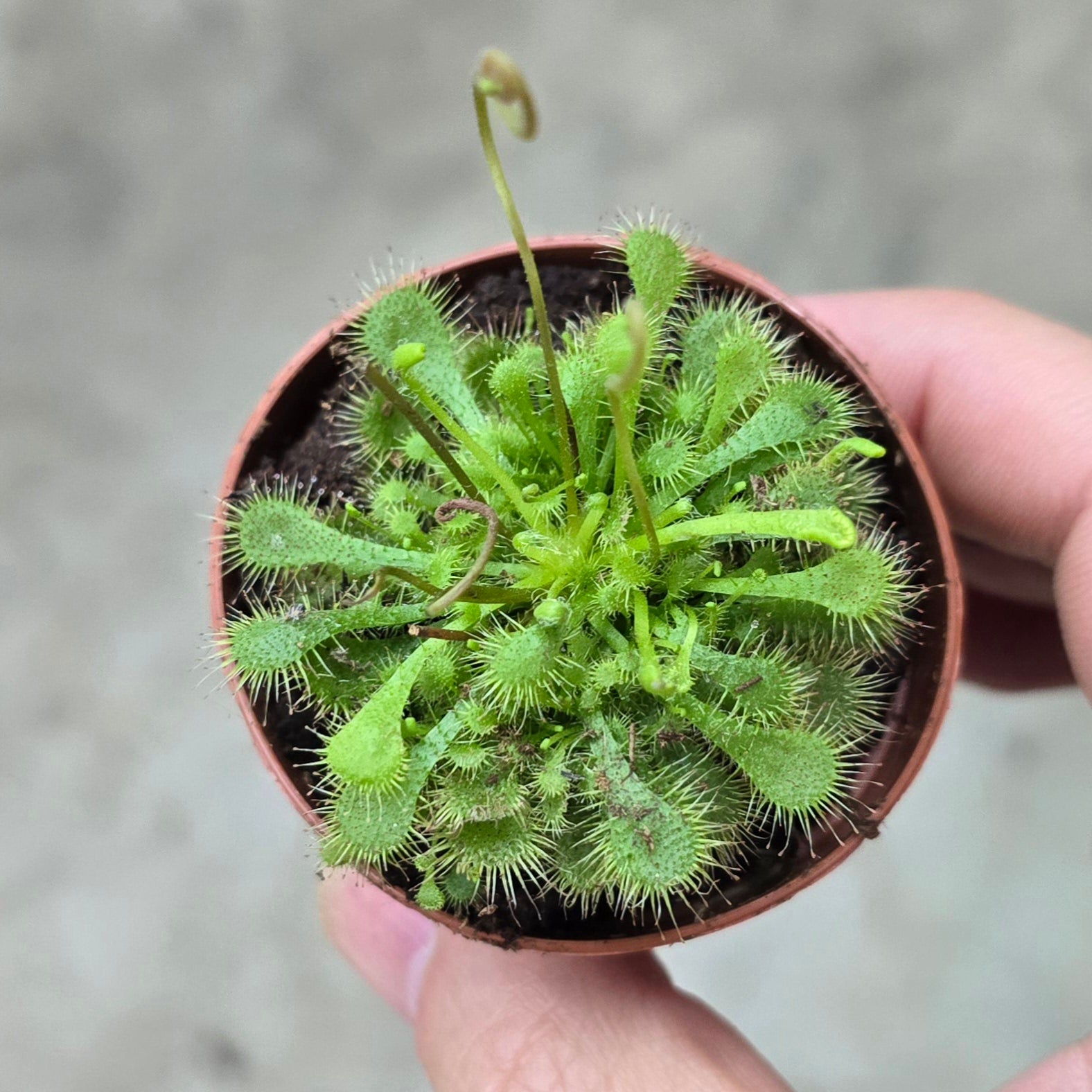 Drosera assorted - 2