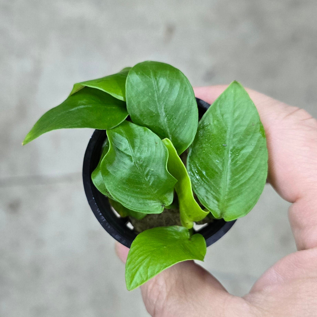 Anubias barteri var. nana (Golden) - TC