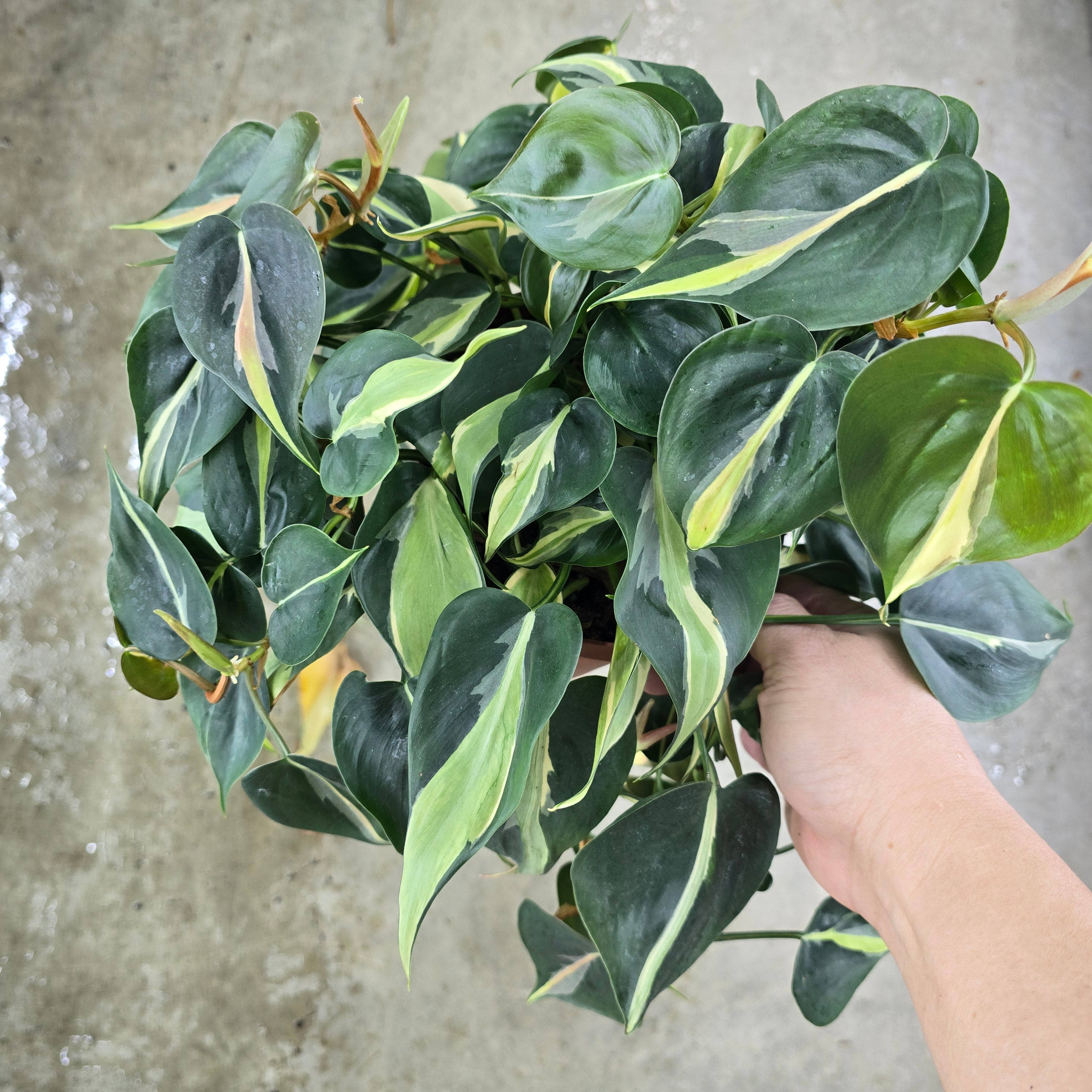 Philodendron hederaceum 'Rio' - 6