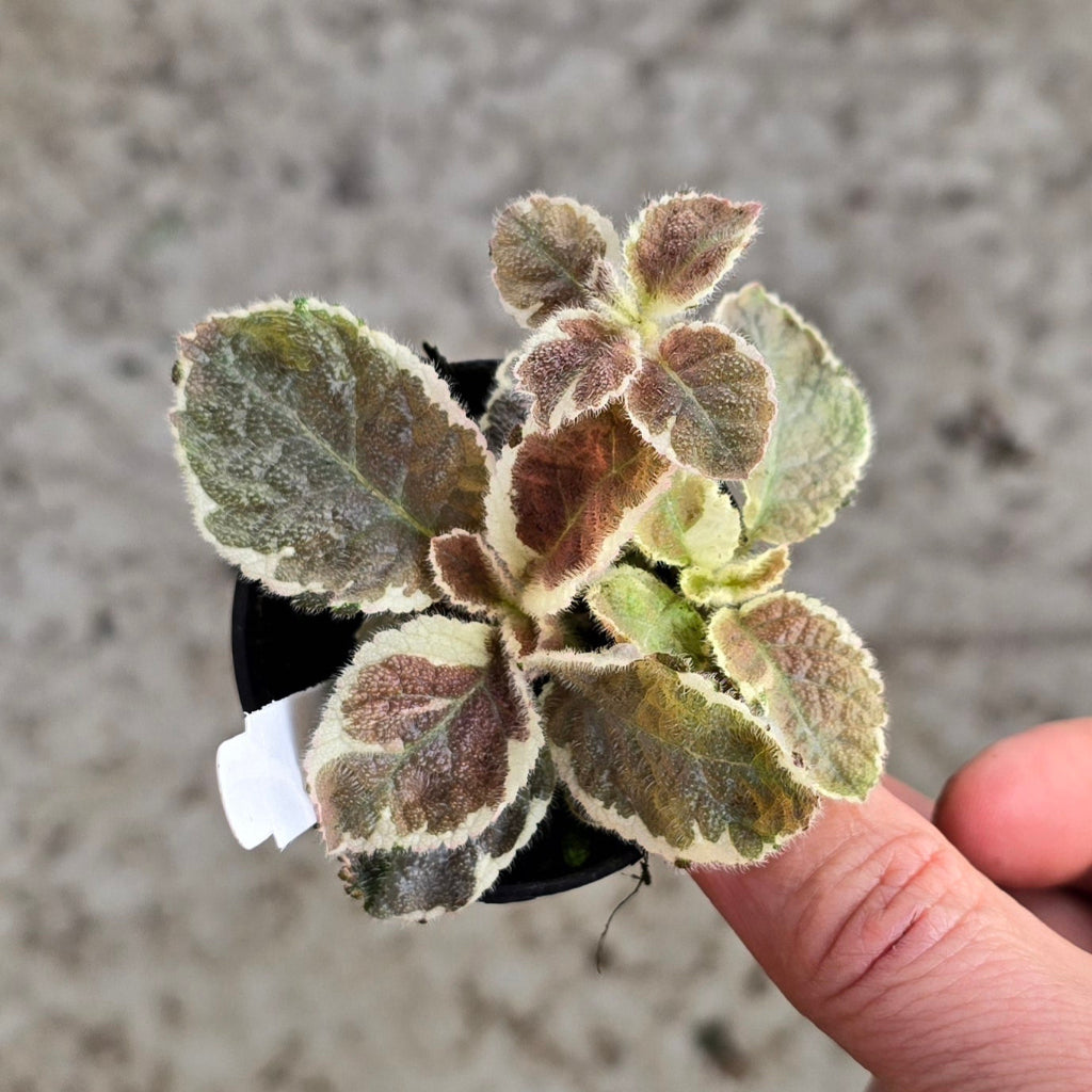 Episcia 'Scarlett' - 2