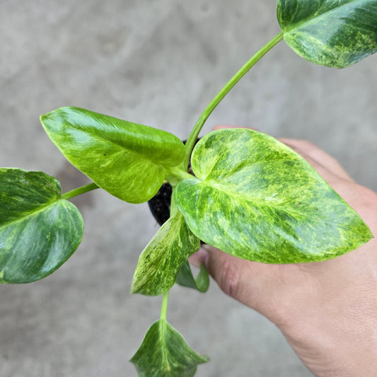 Philodendron giganteum  'Blizzard' - 4"