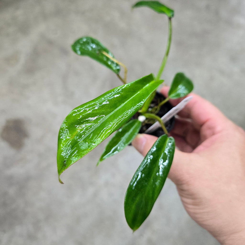 Philodendron joepii - 2