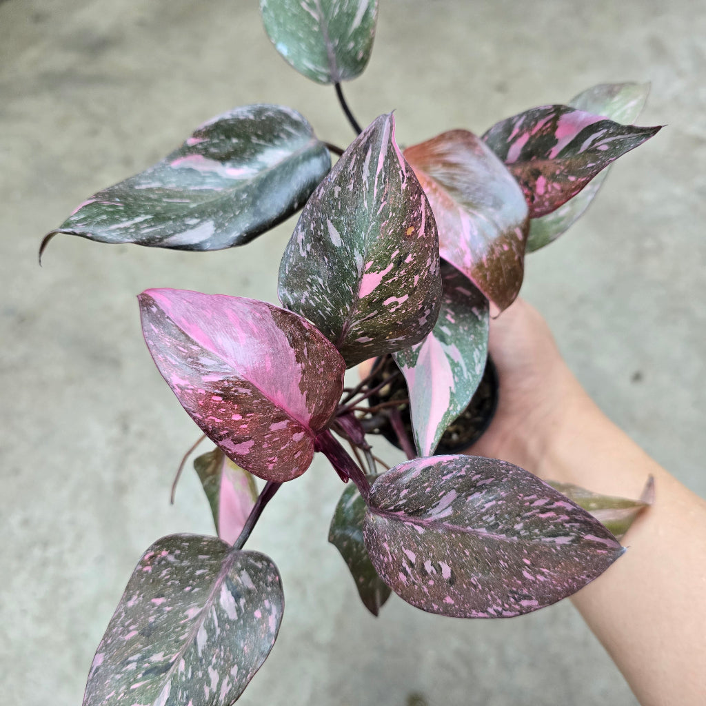 Philodendron 'Pink Princess Marble' - 2