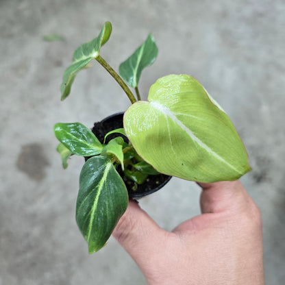 Philodendron gloriosum Dark Form - 2"