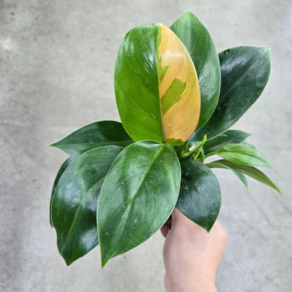 Philodendron birkin - 4" (rescue)