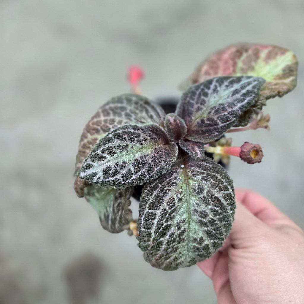 Episcia cupreata - 4