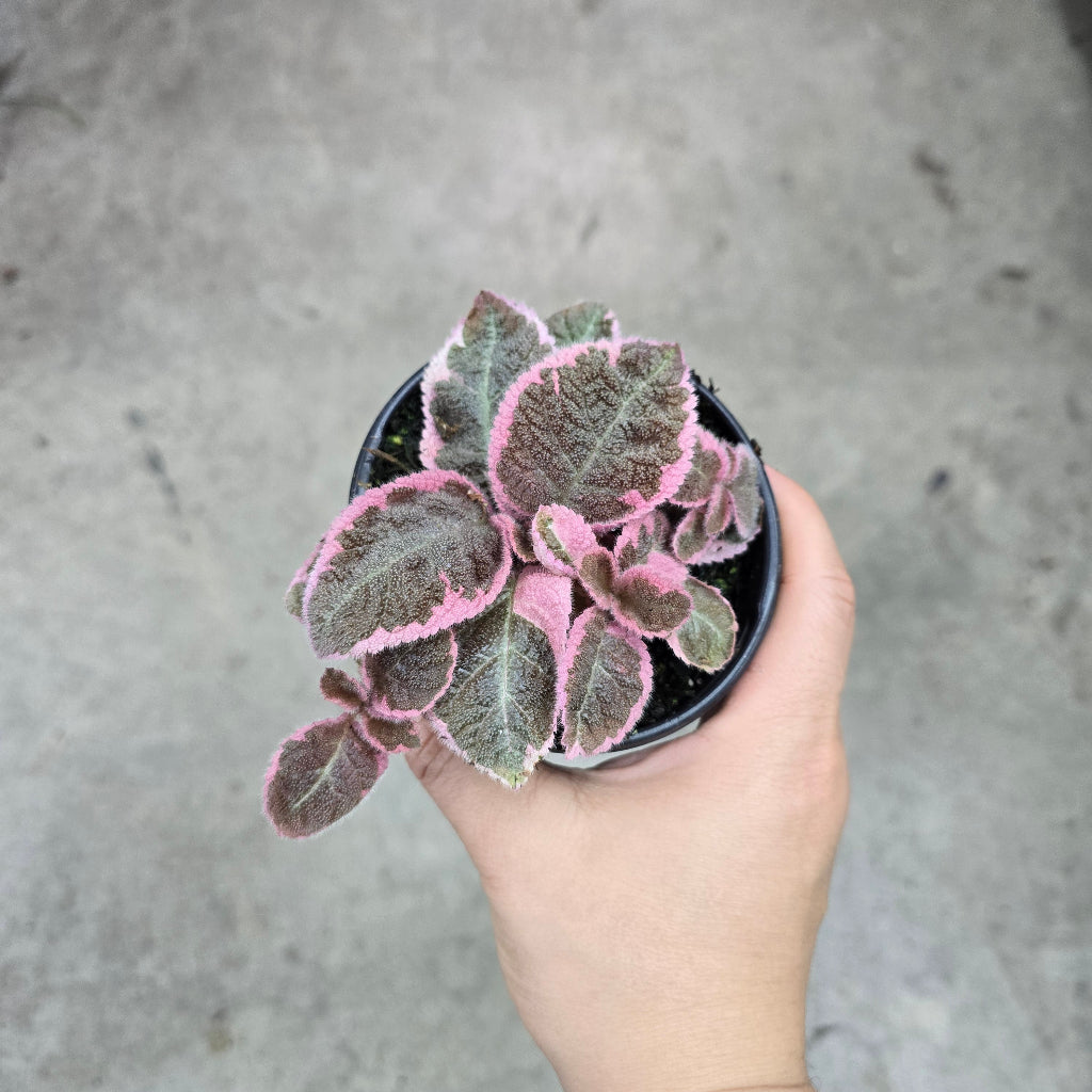 Episcia 'Caterina' - 4