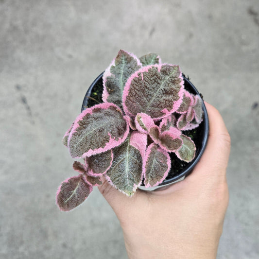 Episcia 'Caterina' - 4"