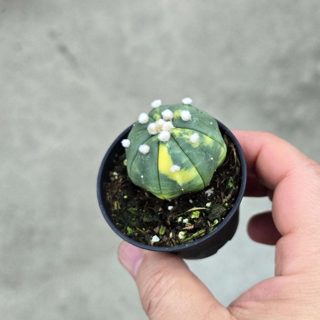 Astrophytum asterias variegata - 2