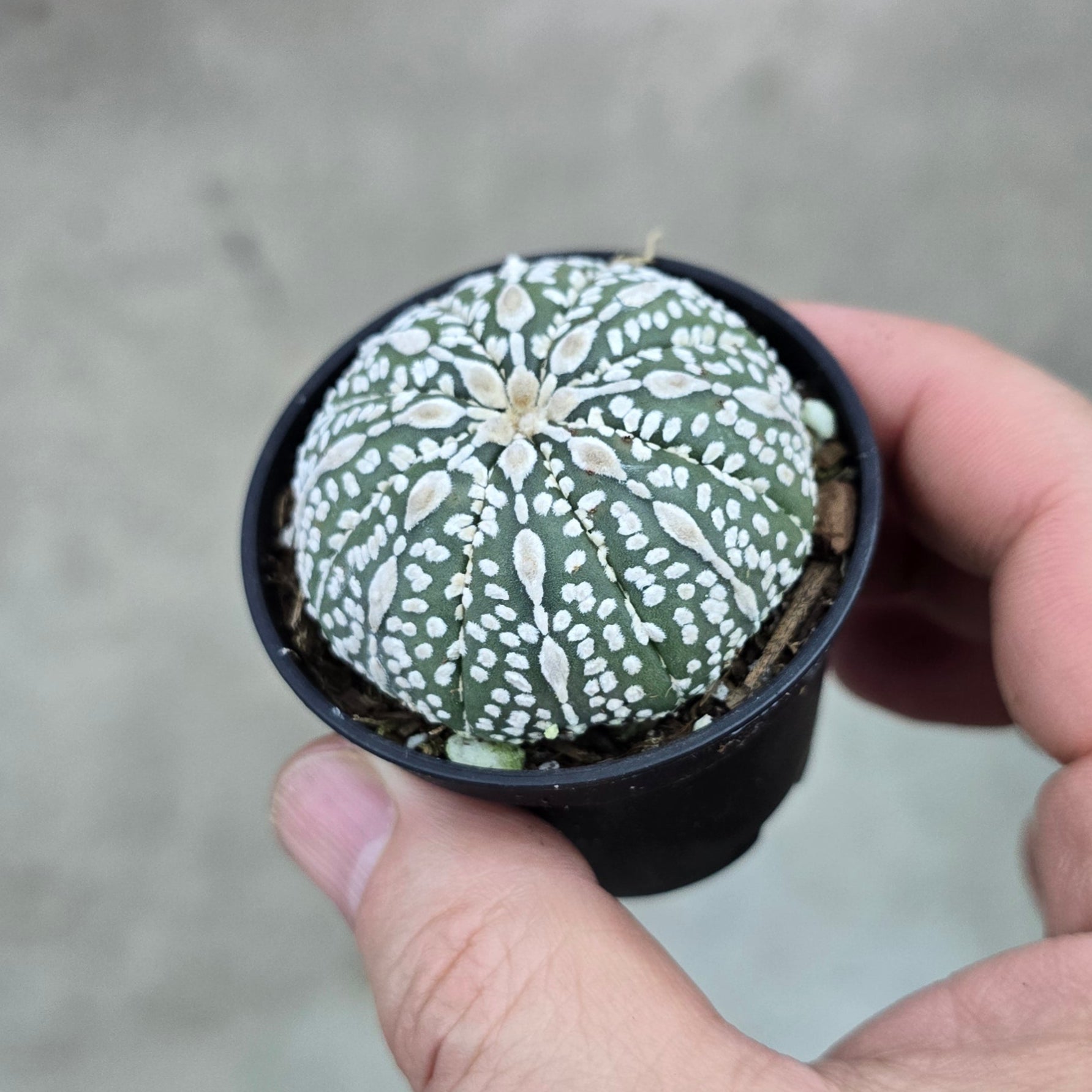 Astrophytum asterias assorted - 2