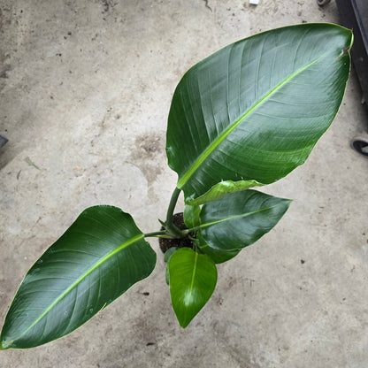 Strelitzia Bird of Paradise - 6" (no ship)