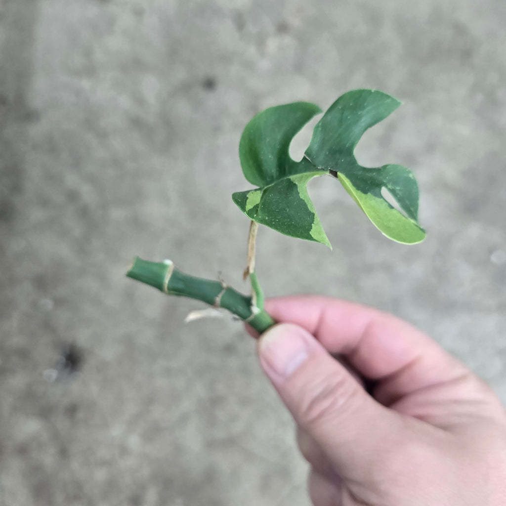 Rhaphidophora  tetrasperma 'Variegata' - node cutting