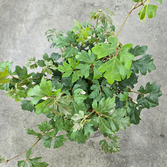 Cissus rhombifolia 'Ellen Danica' - 6"