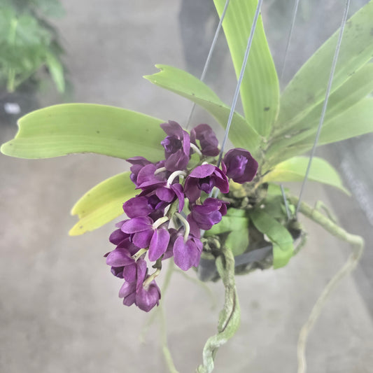 Vanda Orchid - HB 4"