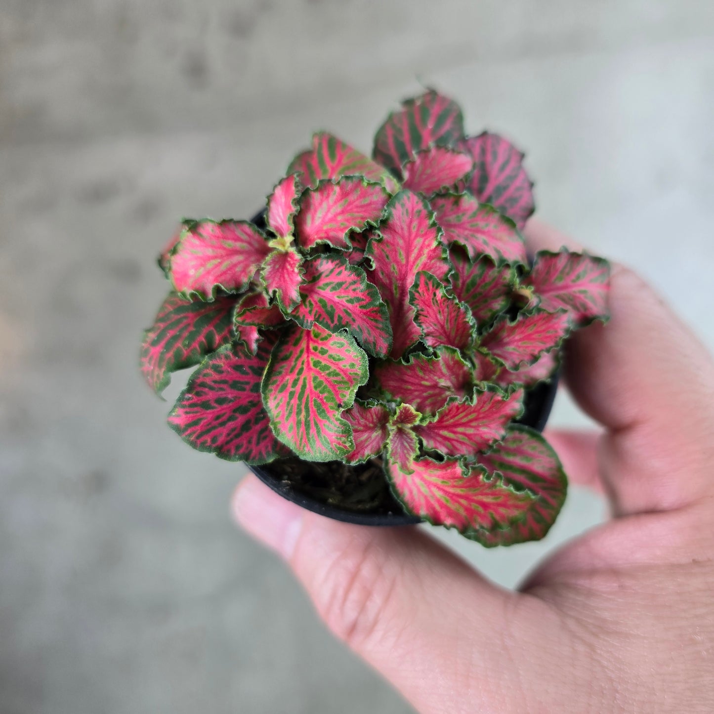 Fittonia 'Forest Flame' - 2"