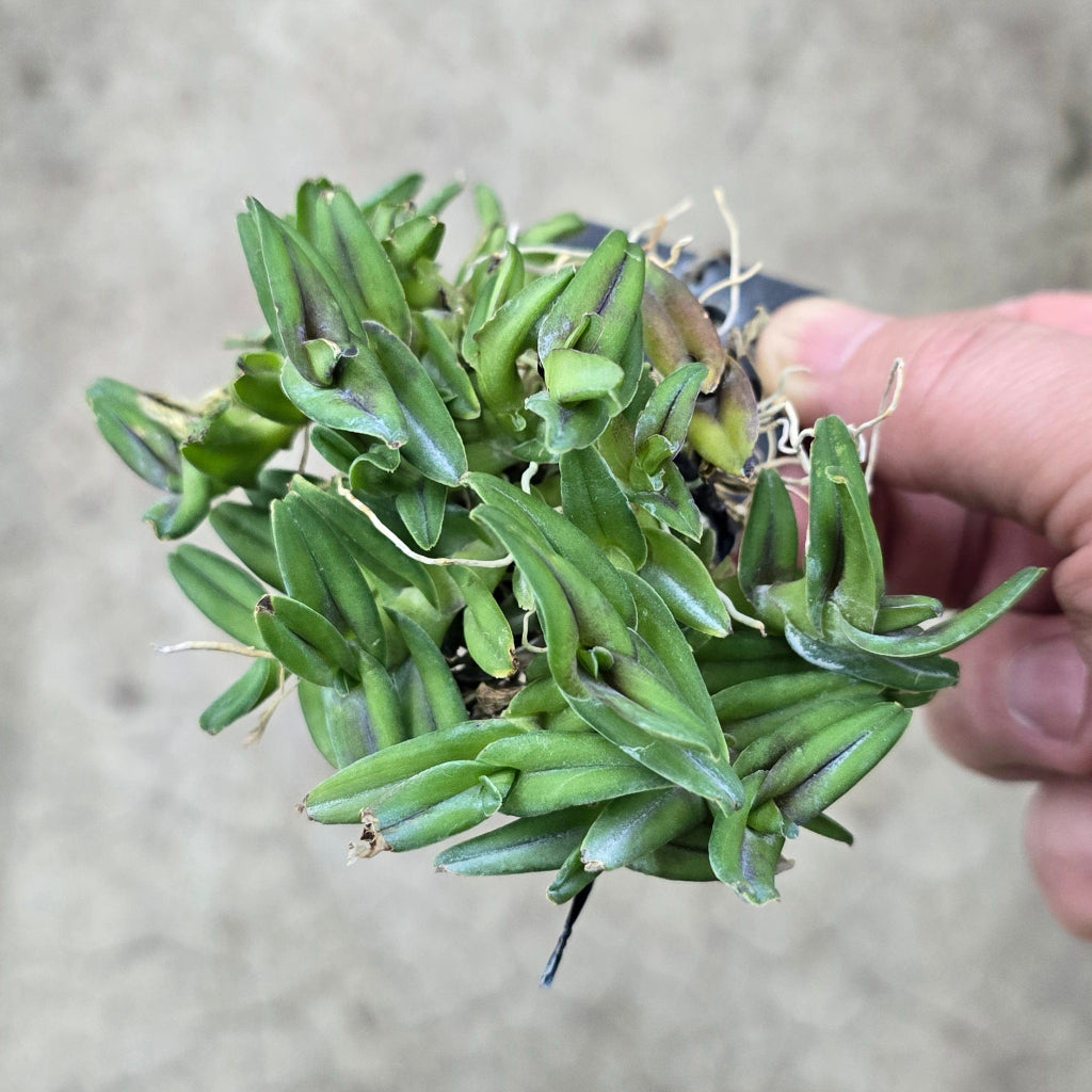 Epidendrum longirepens x schlechterianum