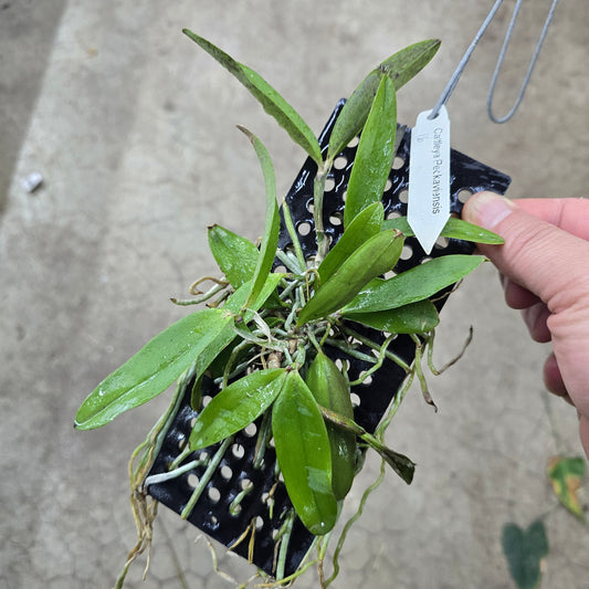 Cattleya peckaviensis