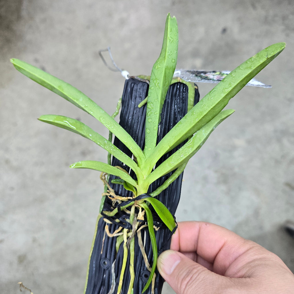 Vanda pumila x Rhynchostylis gigantea spot