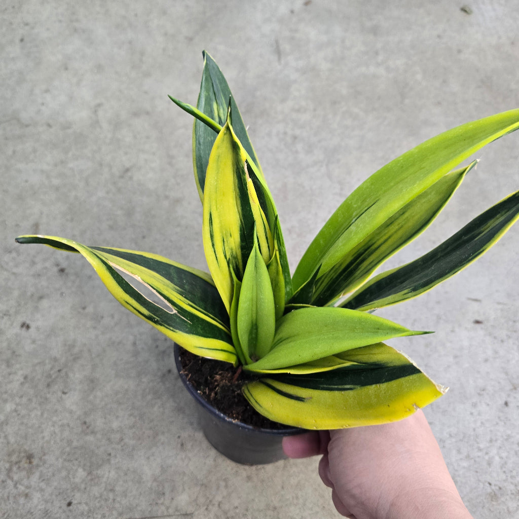 Sansevieria assorted - 6