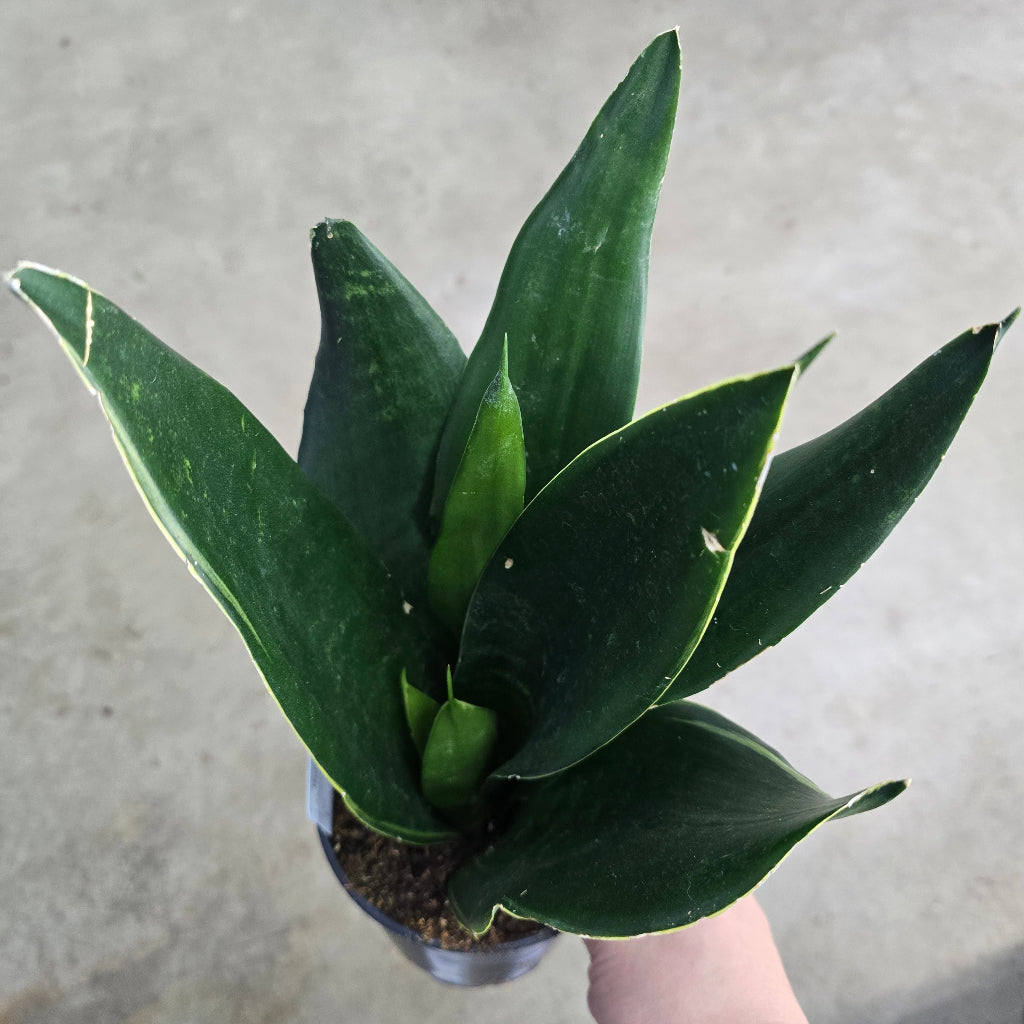 Sansevieria assorted - 6