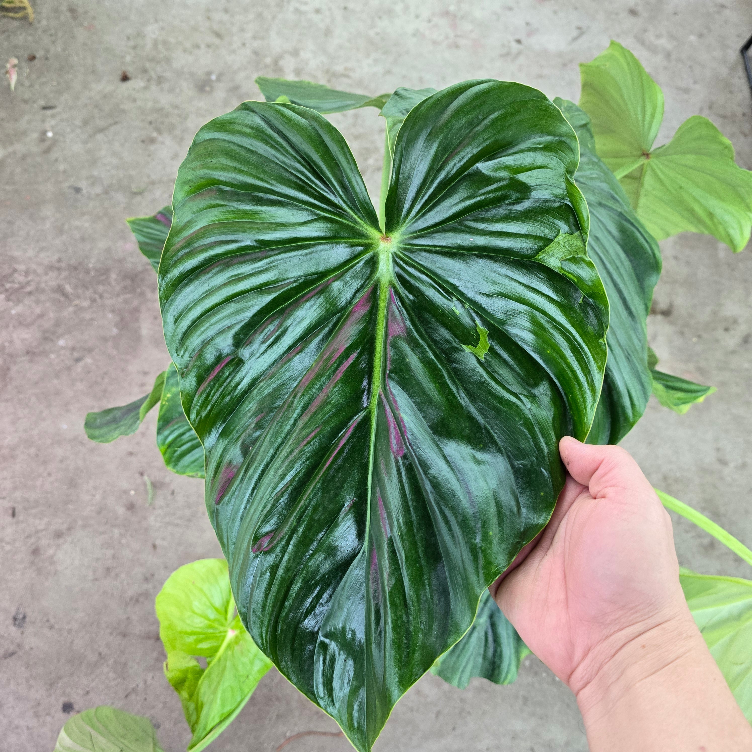 Philodendron peltatum - 10