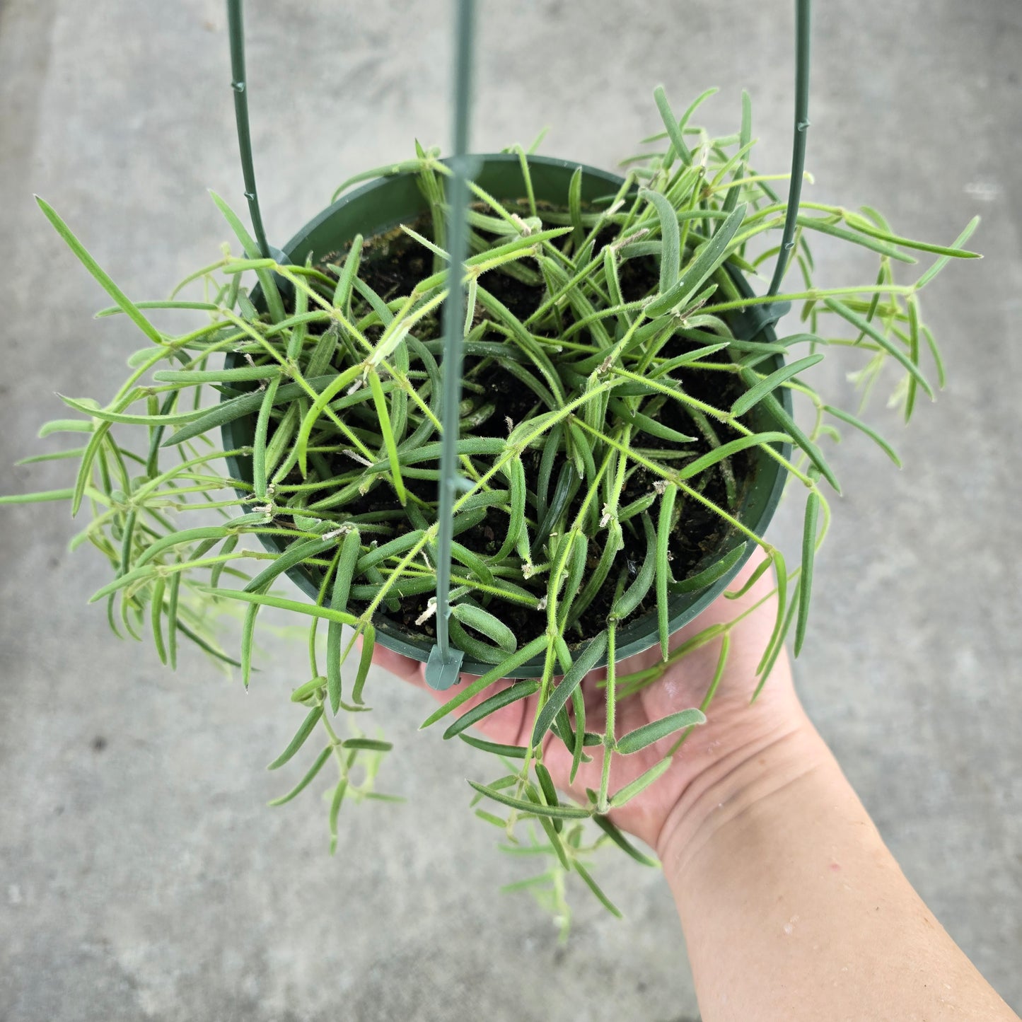 Hoya linearis - 6" HB