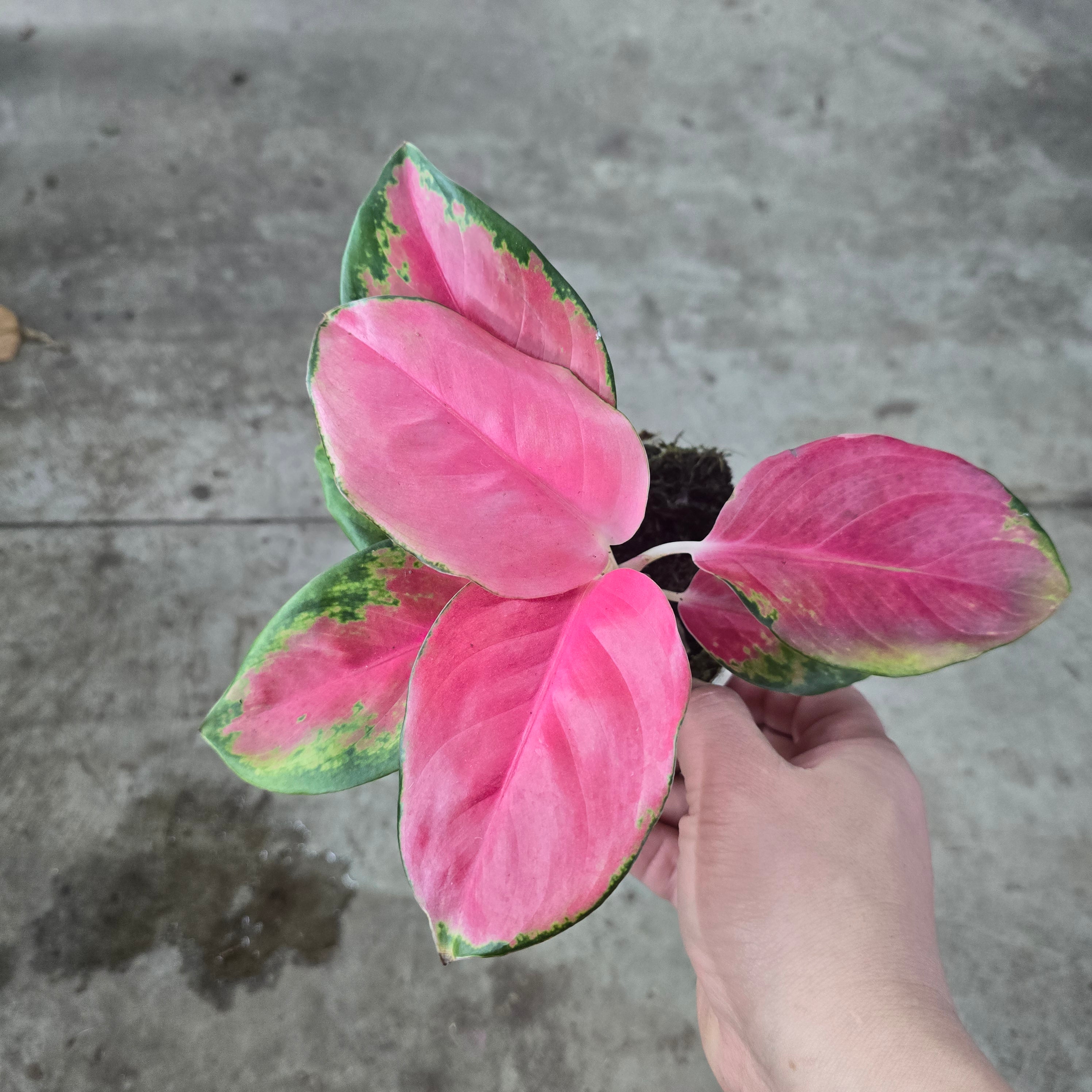 Aglaonema 'China Red' - 4