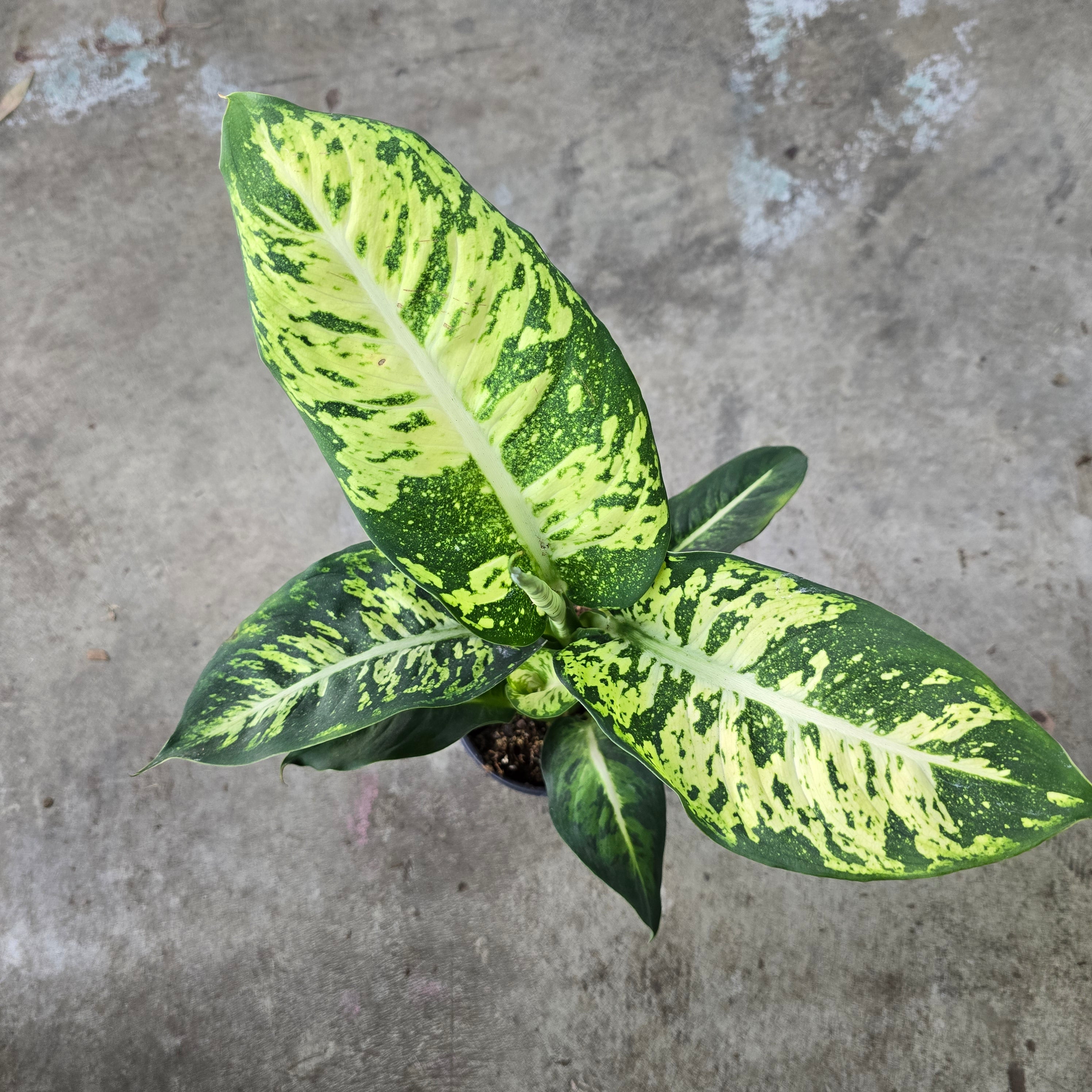 Dieffenbachia 'Sublime' - 4