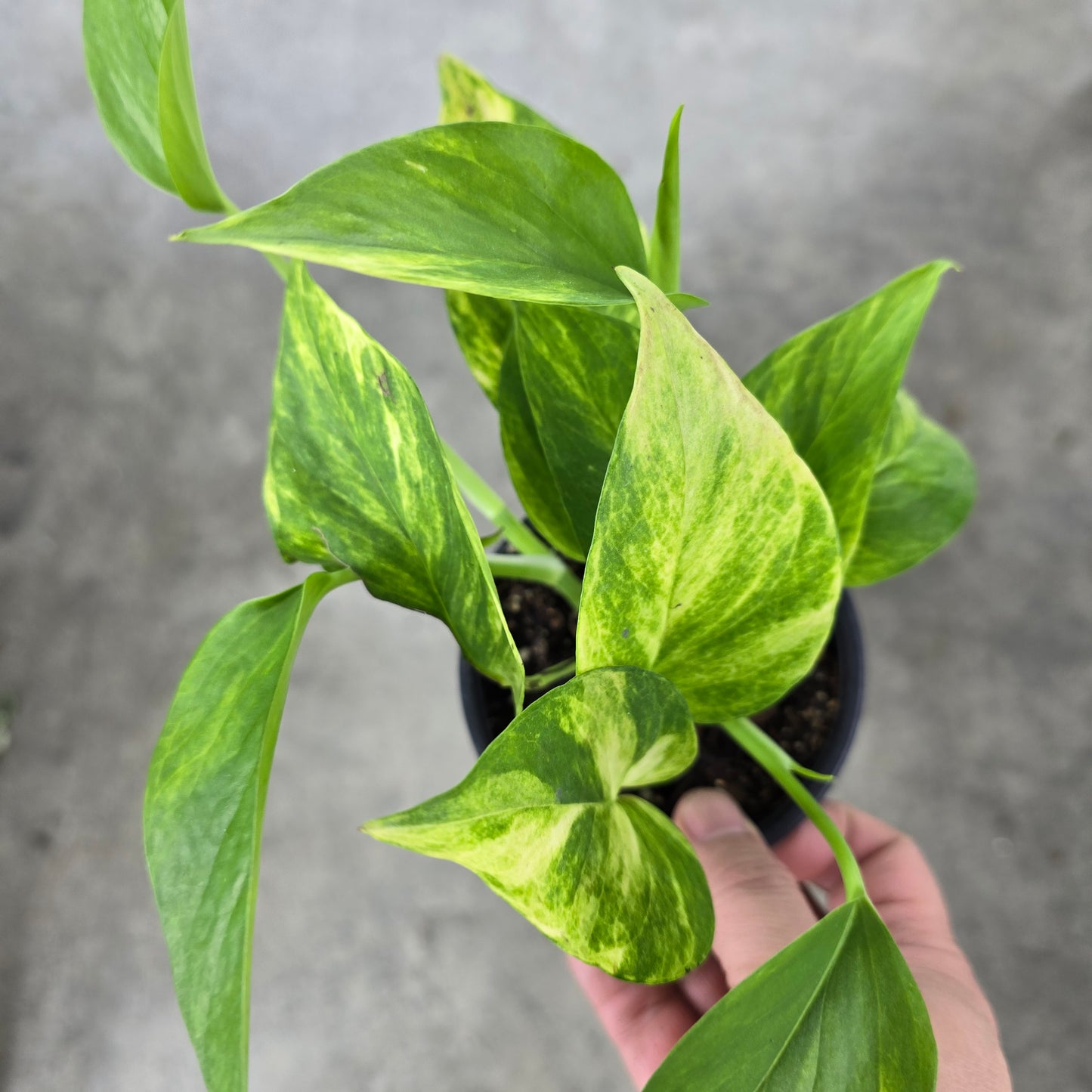 Epipremnum aureum 'Glitter  Goddess' - 4"