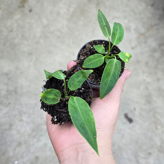 Anthurium warocqueanum - 2"