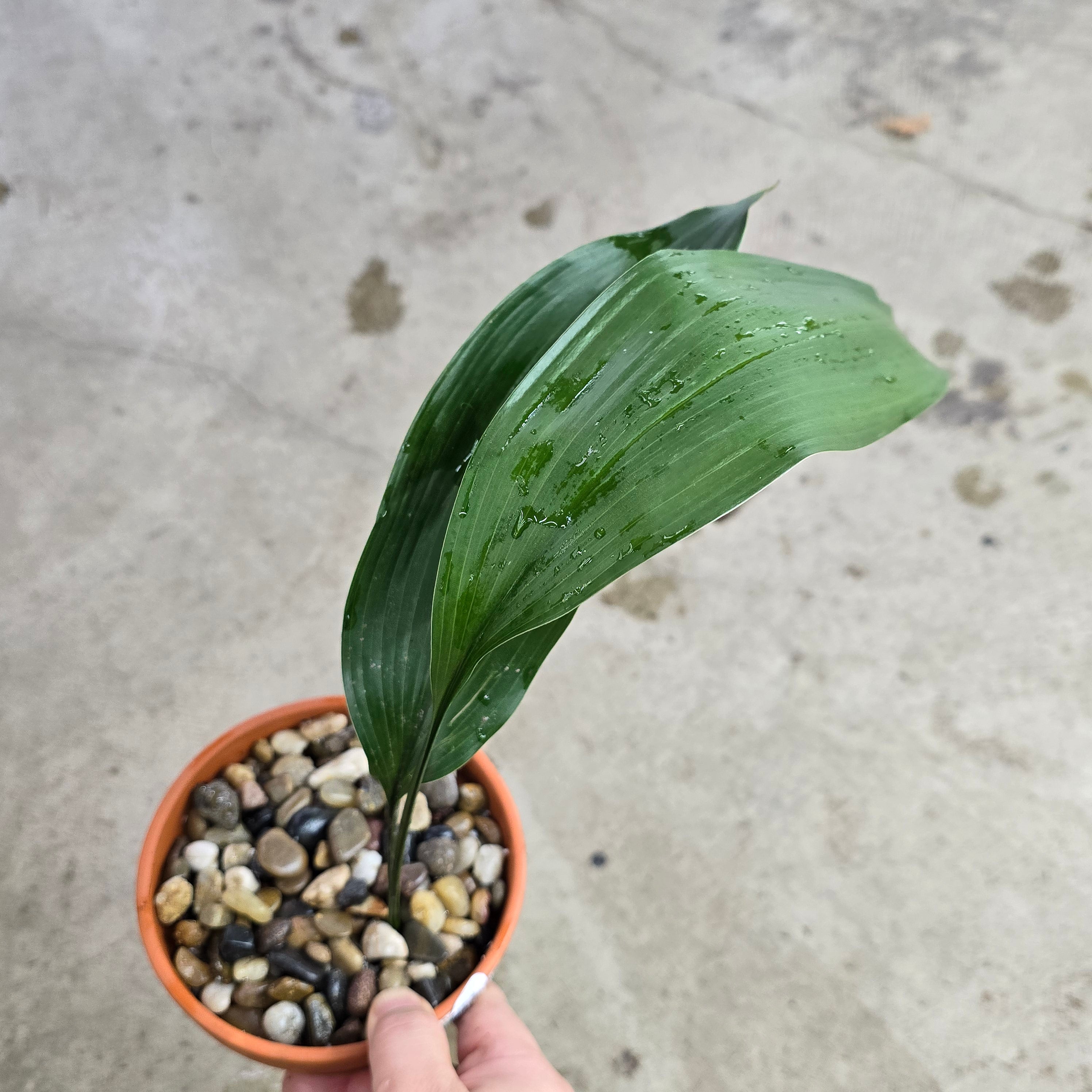 Cast iron Plant / Terra cotta