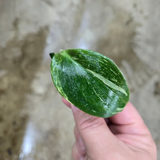 FREE GIFT | Scindapsus treubii 'Moonlight Speckled' - nodes