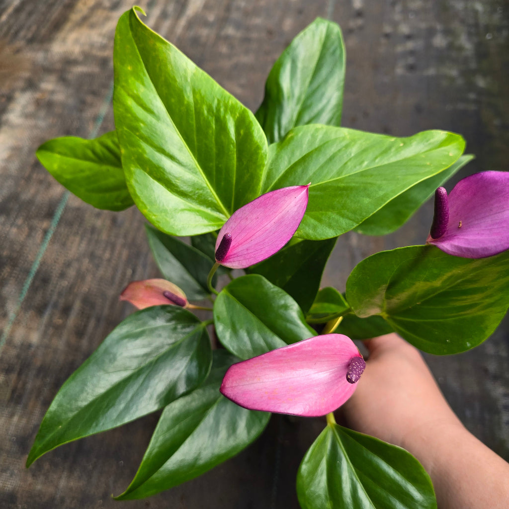 Anthurium andreanum - purple 4"