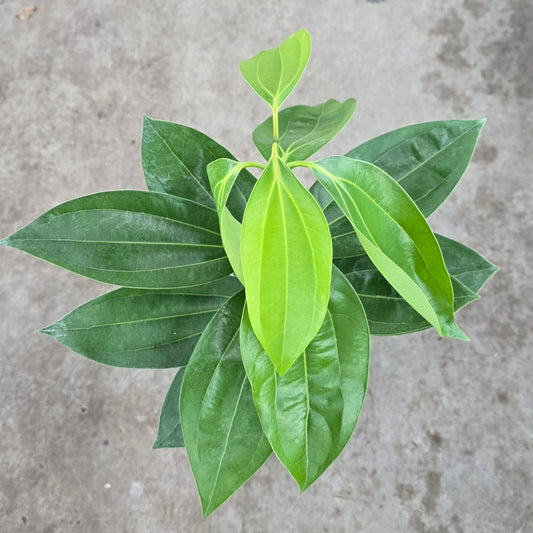 Cinnamomum verum - 6"