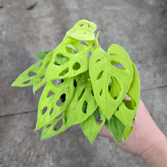Monstera adansonii ‘Neon Madonna’ - 3"