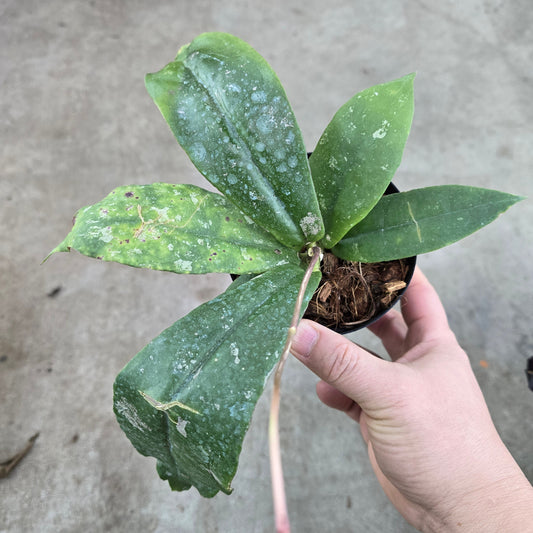 Hoya mitrata - 4"