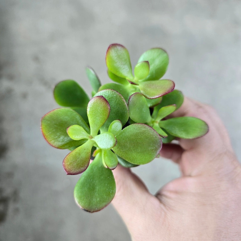 Crassula ovata 'Crosby's Compact' - rojo - 2