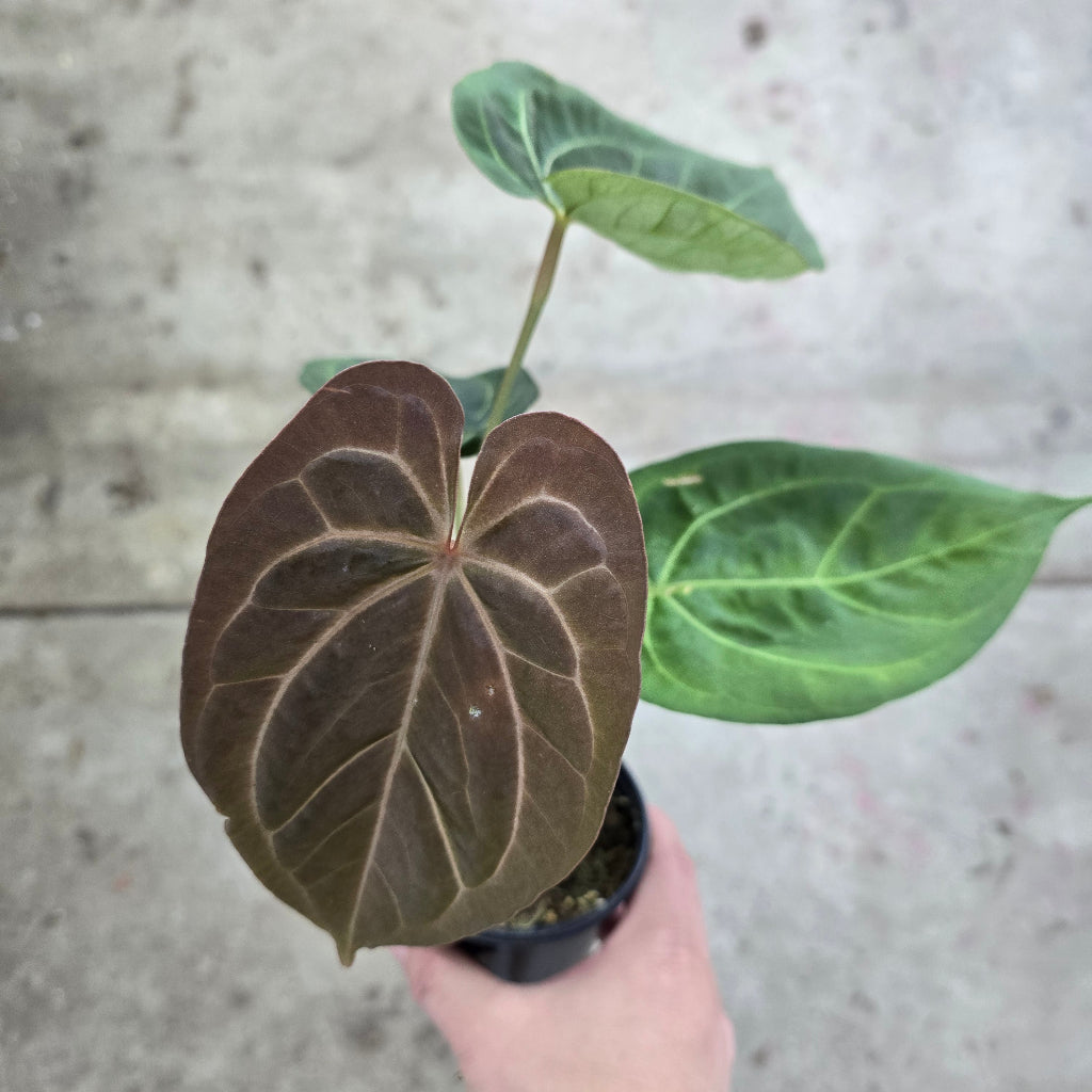 Anthurium papillilaminum ORI - 4