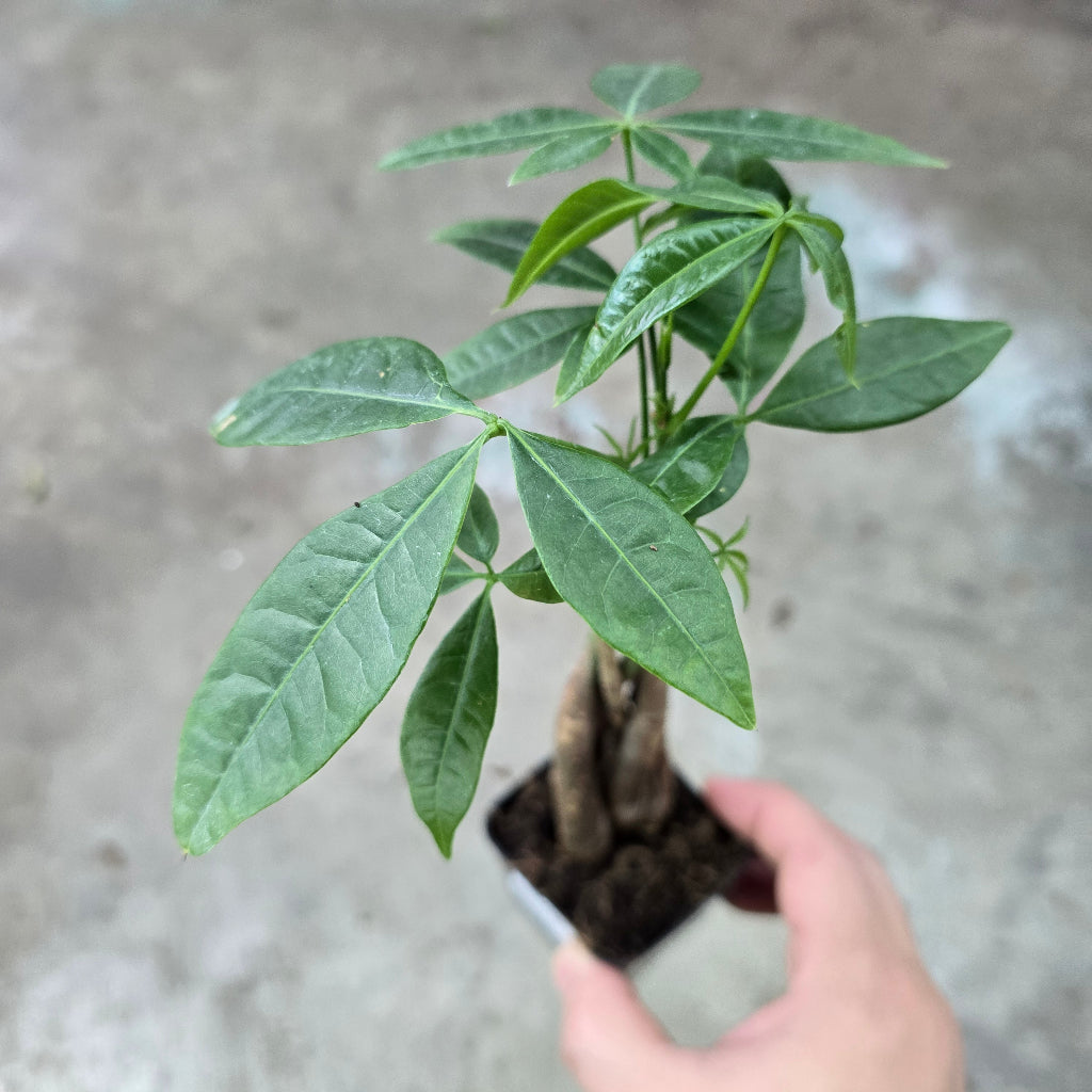 Pachira aquatica - 3" braid