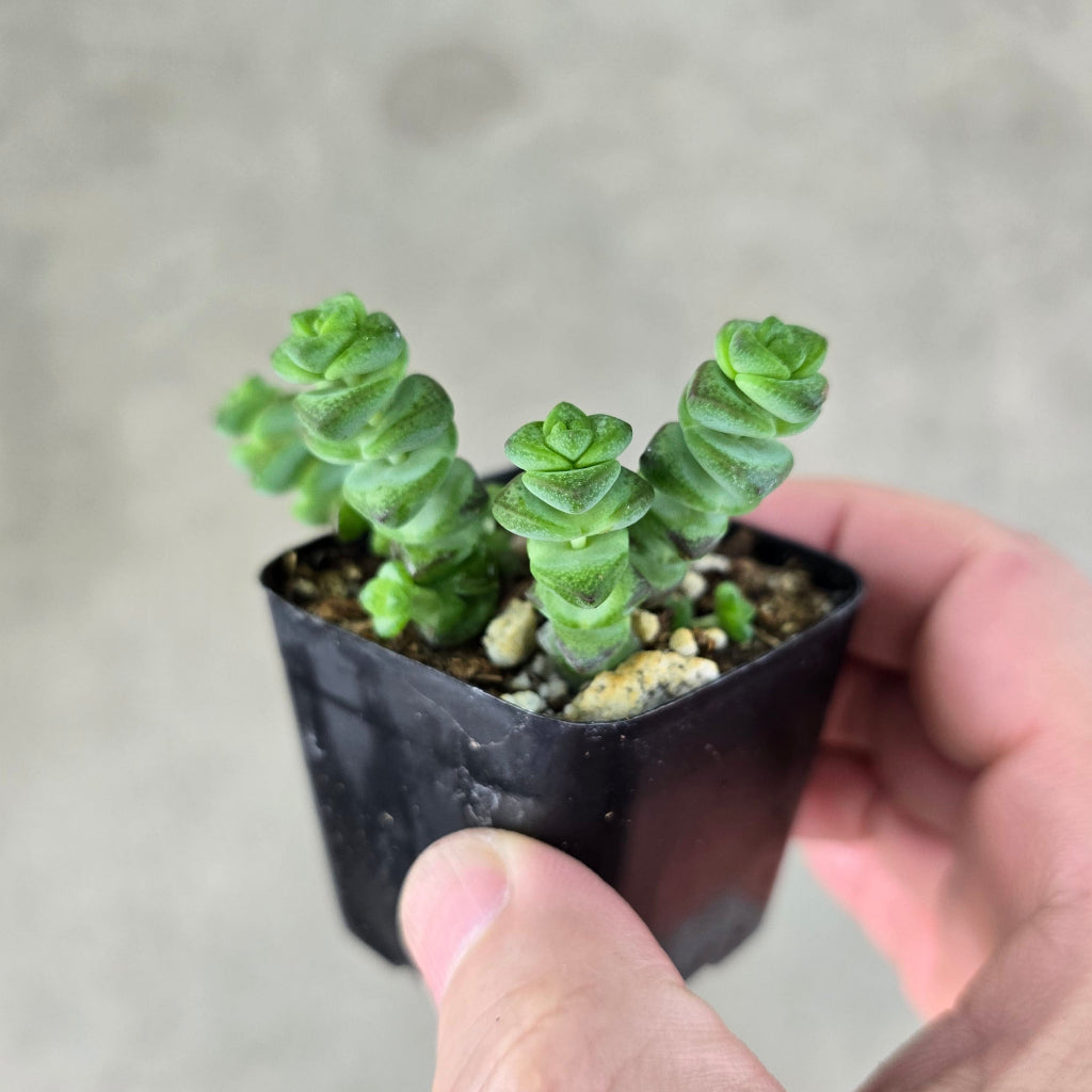 Crassula marnieriana - 2