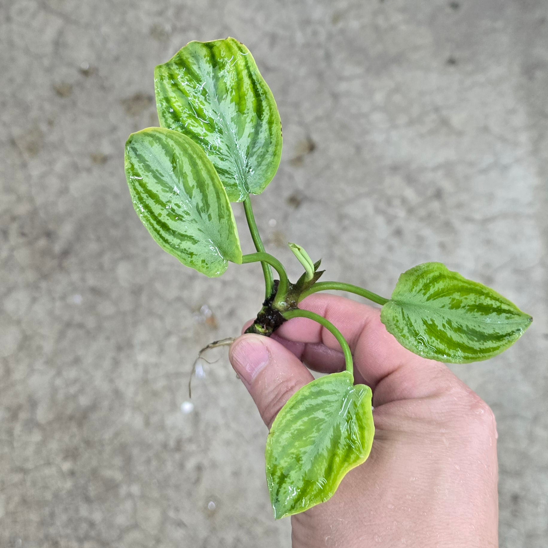 Lagenandra meeboldii Water melon