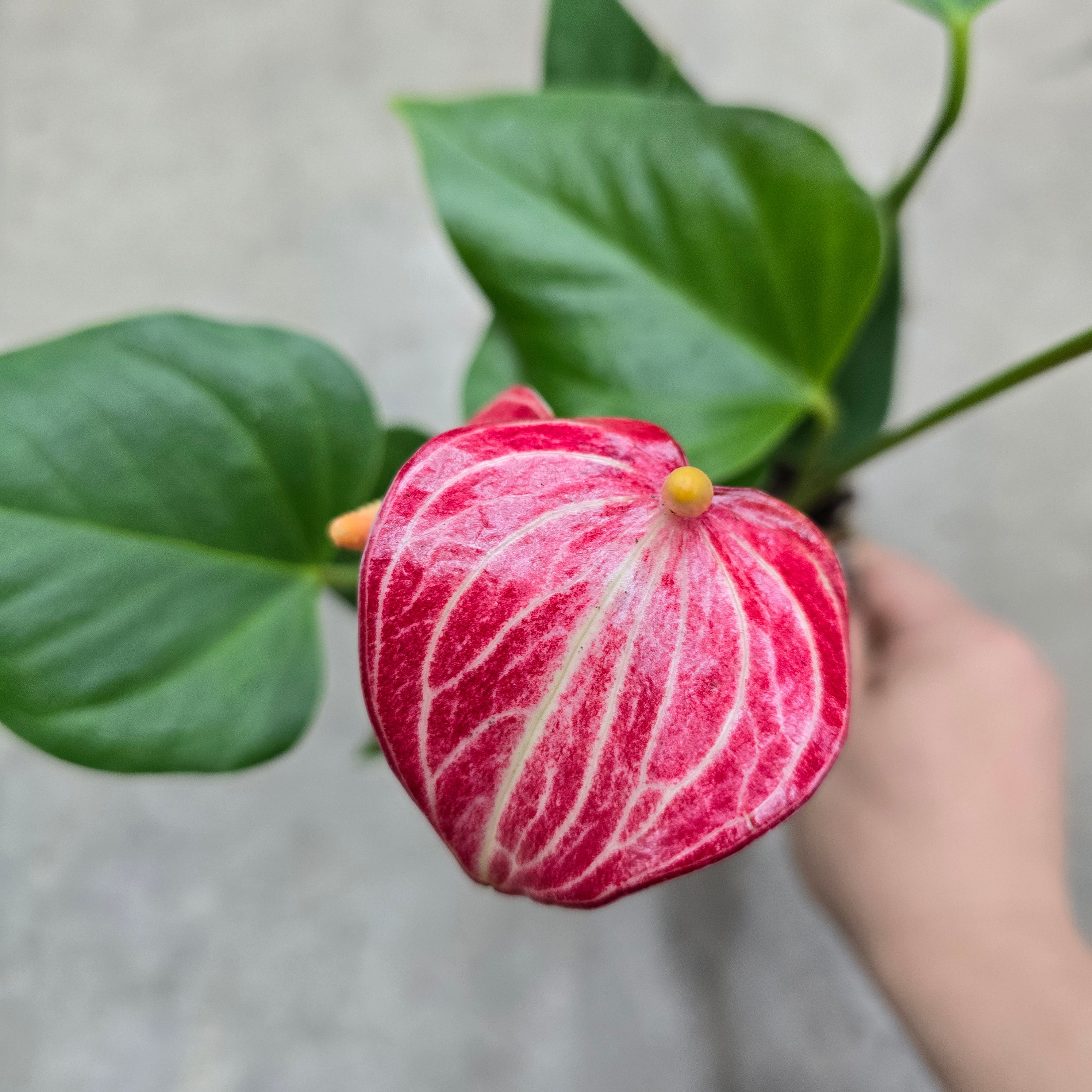 Anthurium andreanum 'Livium Ruby' - 4