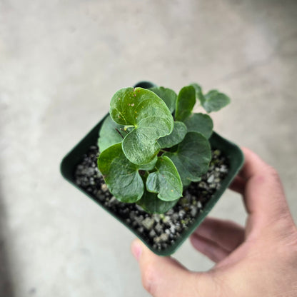 Dioscorea elephantipes - 4"