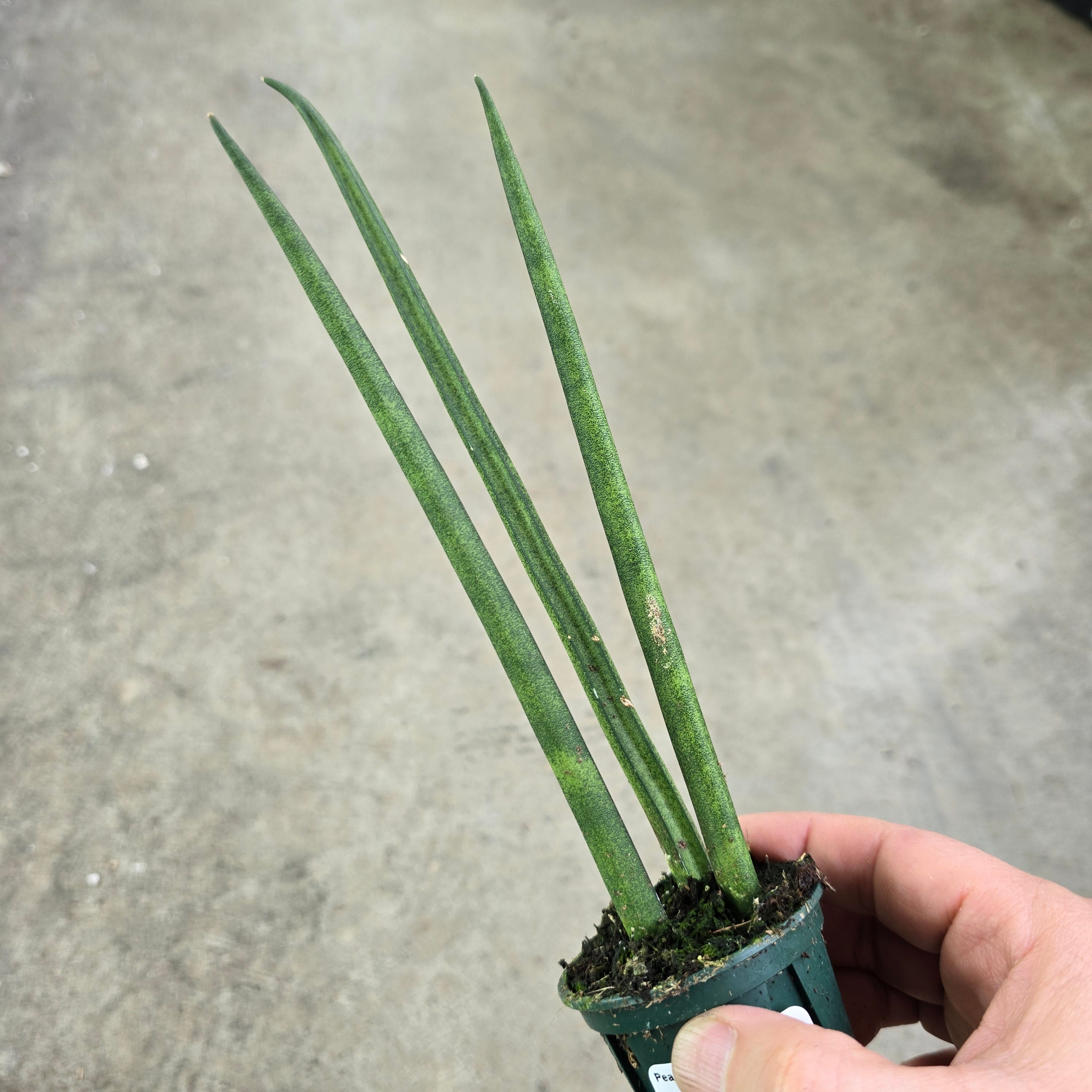 Sansevieria bacularis 'Mikado' - 2