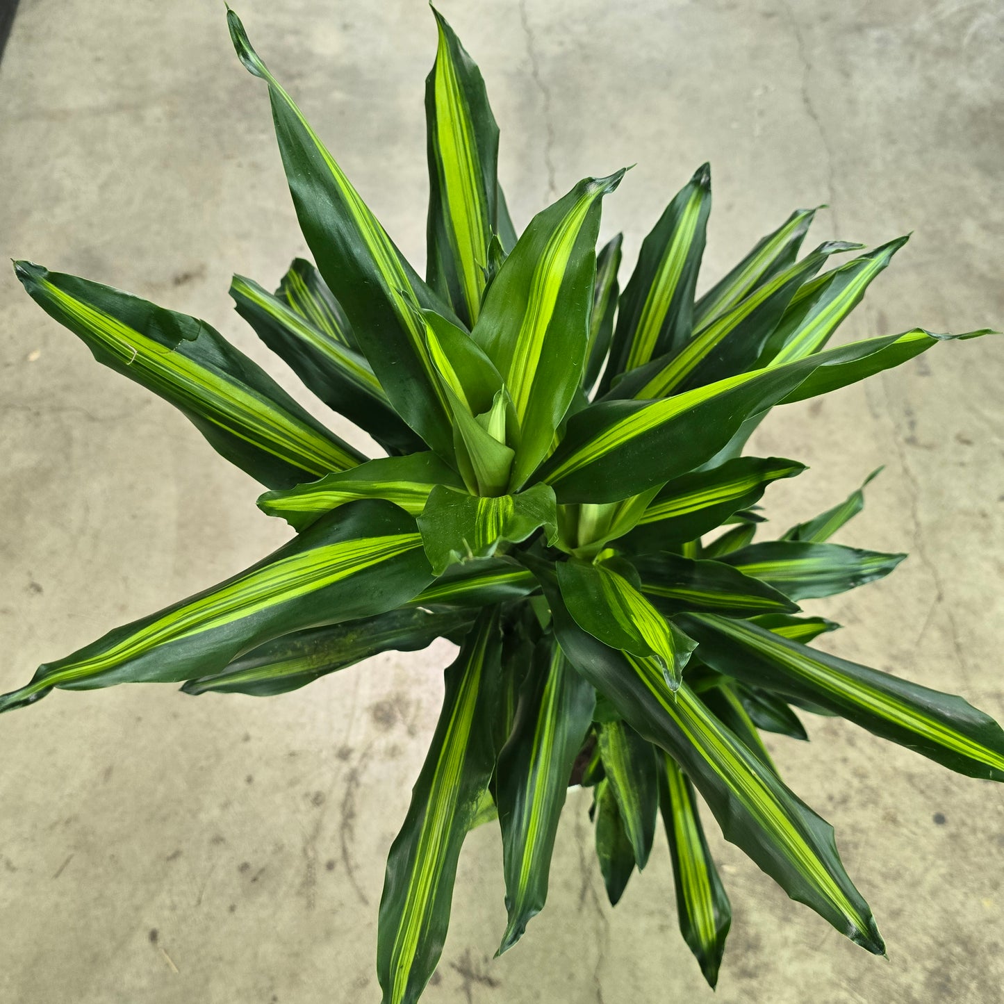 Dracaena fragrans 'Cintho' - 6" (cane)