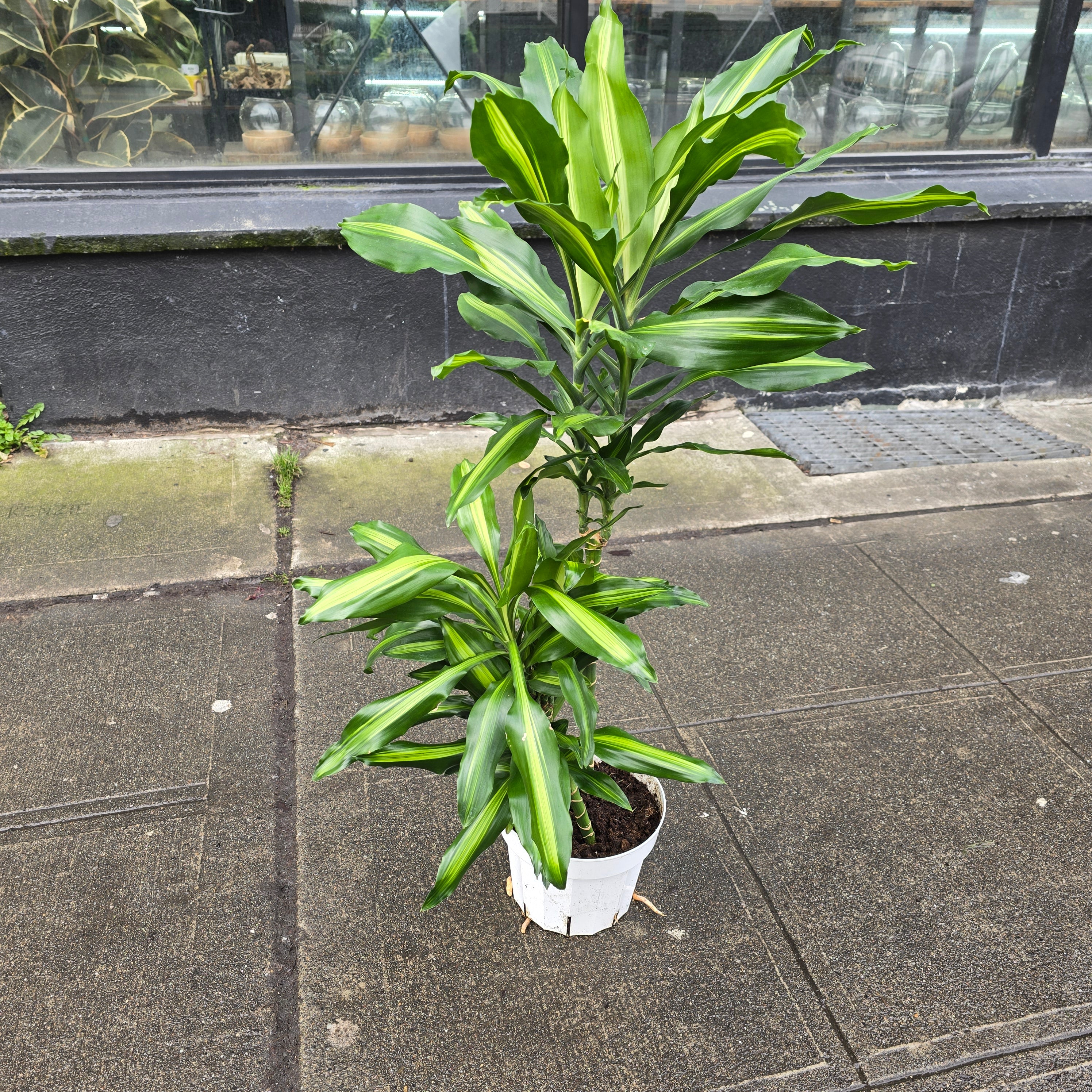 Dracaena fragrans 'Cintho' - 8